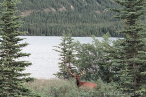 Road Trip to Banff & Jasper National Parks in Canada