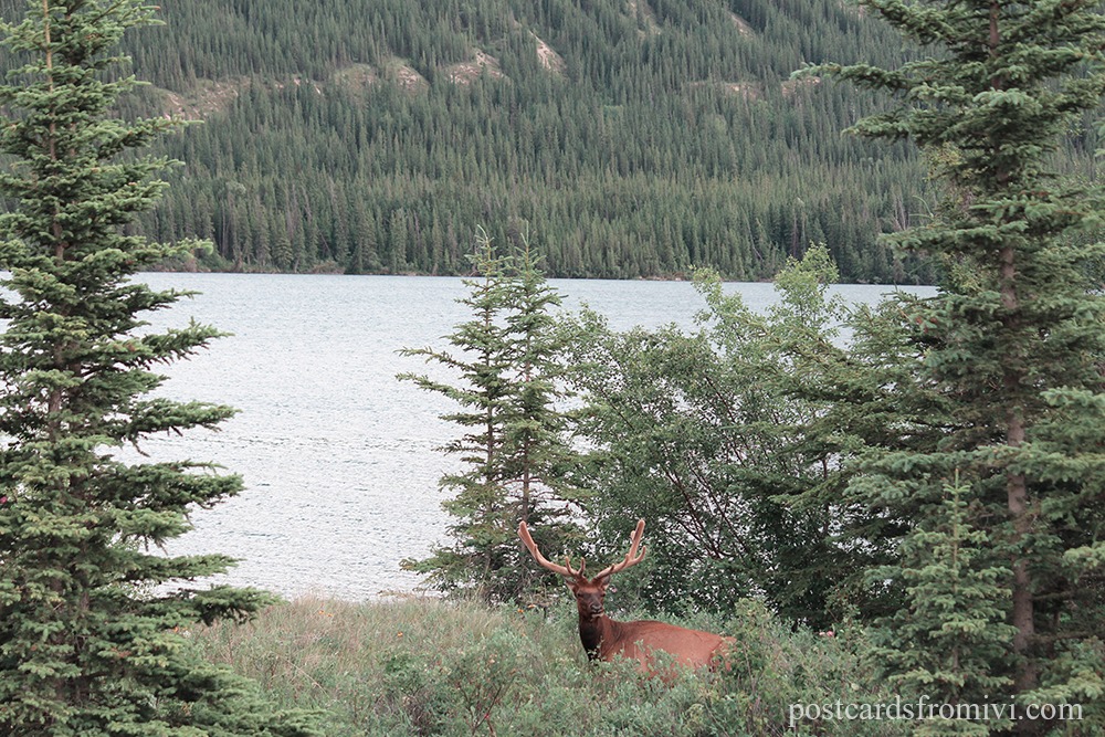 Road Trip por el Parque Nacional Banff y Jasper en Canadá