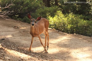 Guía completa para visitar Yosemite National Park en California