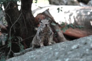 Guía completa para visitar Yosemite National Park en California
