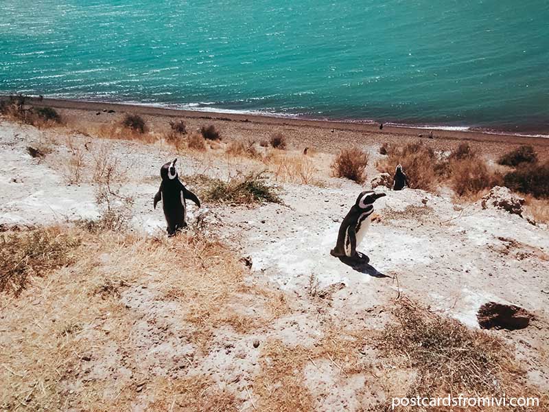 Qué hacer en Puerto Madryn y alrededores, Patagonia Argentina
