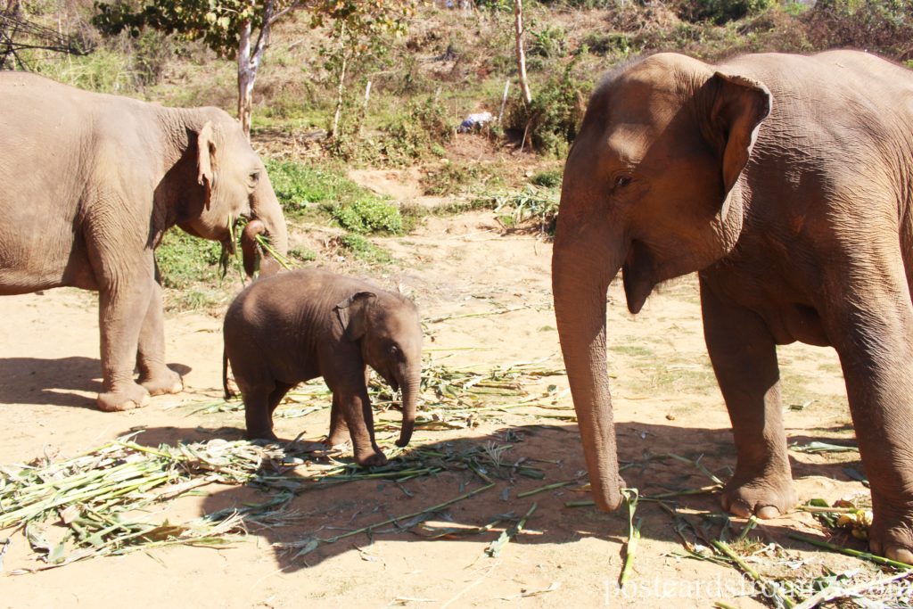 See elephants in Thailand - Elephant Jungle Sanctuary Chiang Mai