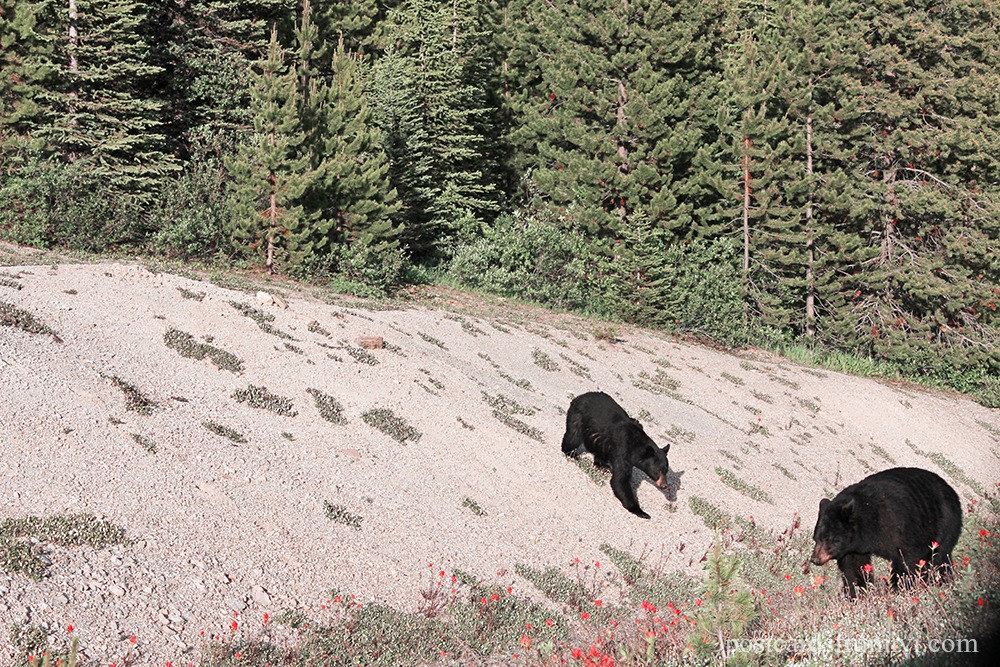 Road Trip por el Parque Nacional Banff y Jasper en Canadá - Osos