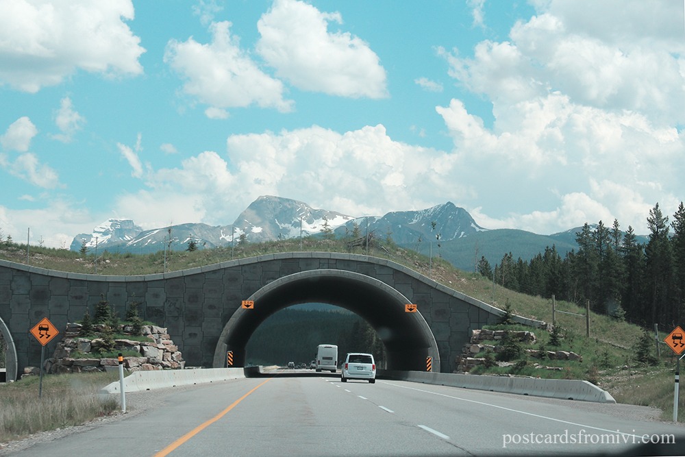Road Trip por el Parque Nacional Banff y Jasper en Canadá