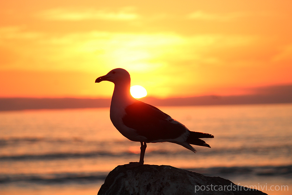 Visiting Morro Bay in California
