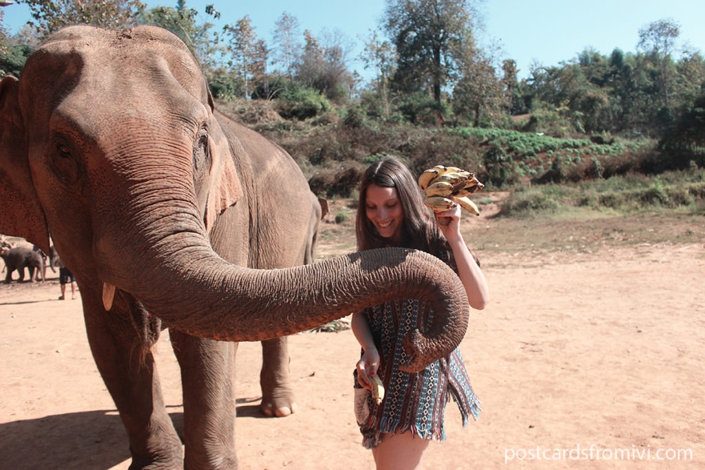 Elephant Jungle Sunctuary Chiang Mai