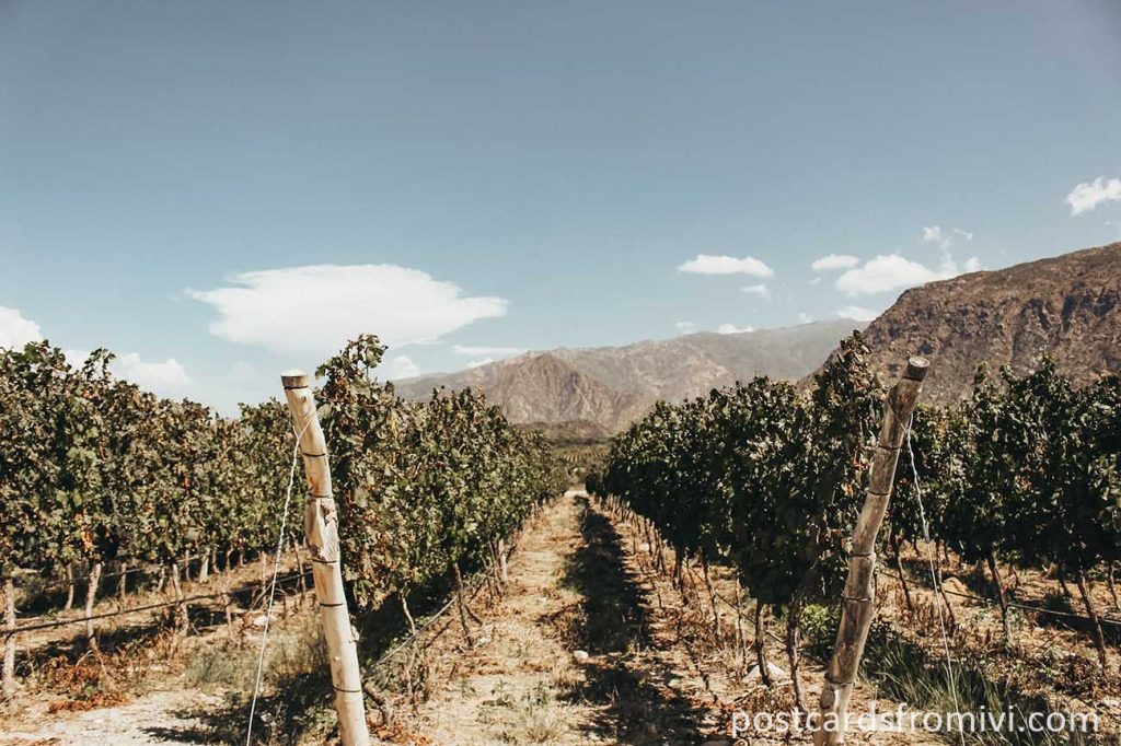Wine tasting in Cafayate: Bodega Piattelli Vineyards